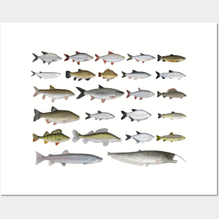 European Freshwater Fish Group Posters and Art